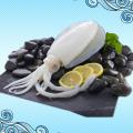 Cuttlefish - Sepia Officinalis