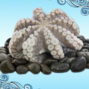 Octopus Vulgaris - أخطبوط  