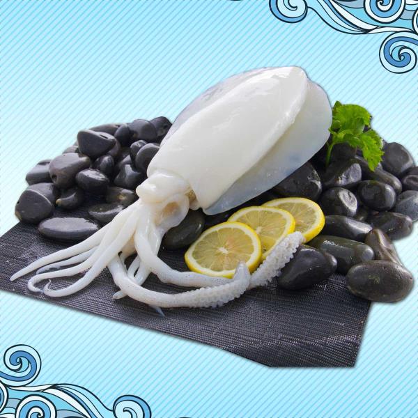 Cuttlefish - Sepia Officinalis