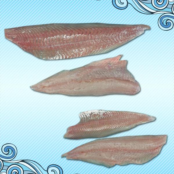 Saithe (Coal Fish) - Pollachius Virens