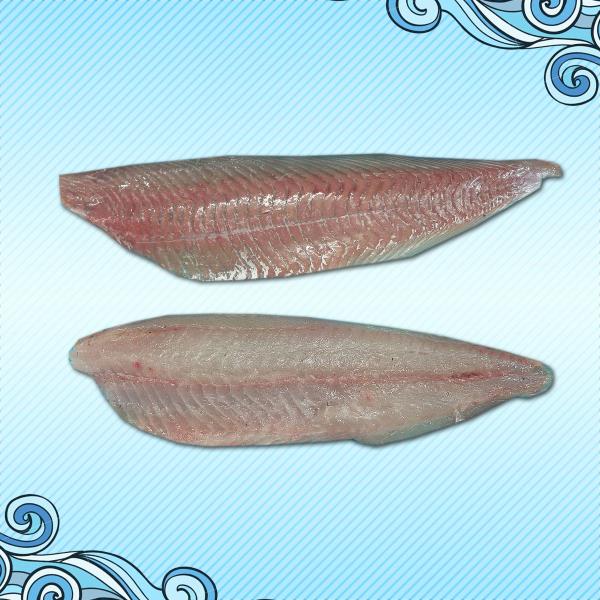 Saithe (Coal Fish) - Pollachius Virens