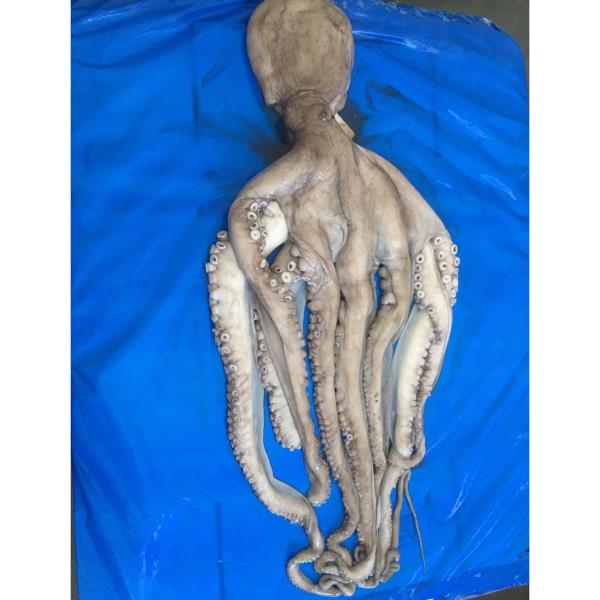 Octopus - Octopus Vulgaris