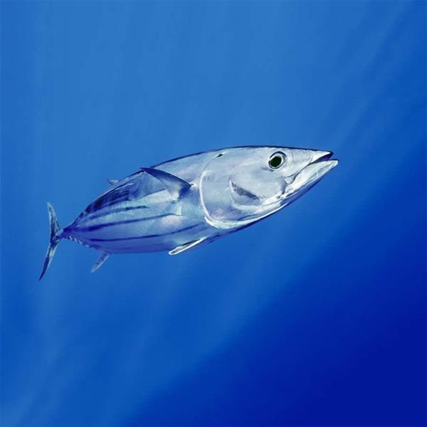 Skipjack Tuna - Katsuwonus Pelamis