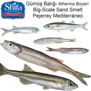 SAMAK FIDDA ATHERINA BOYERI